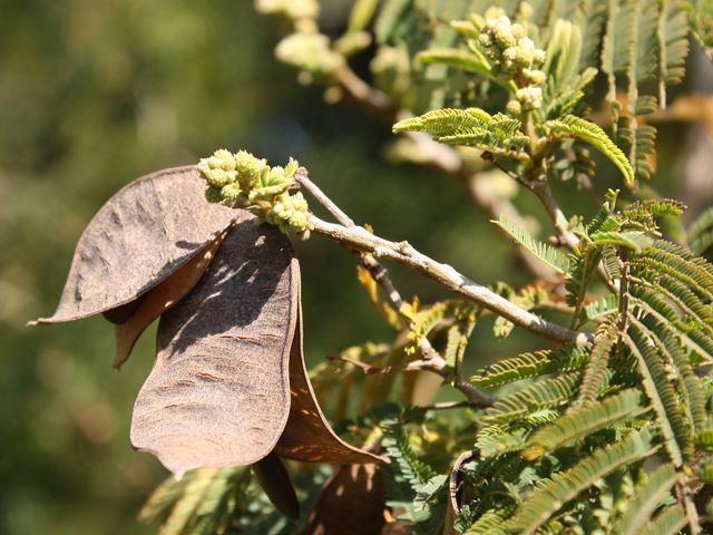 Acacia brevispica dry pods and buds